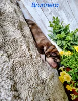 Brunnera, a male Alaskan Malamute for sale in Clymer, PA – 3 of 4