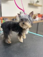 Tiny Teddy, a male Yorkshire Terrier for sale in Madera, CA – 5 of 6