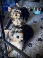 Tiny Teddy, a male Yorkshire Terrier for sale in Madera, CA – 6 of 6
