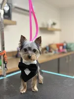 Tiny Teddy, a male Yorkshire Terrier for sale in Madera, CA – 3 of 6