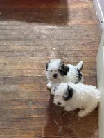 Boy puppie 3 , a male Maltipoo and Shih Tzu for sale in Houston, TX – 3 of 4
