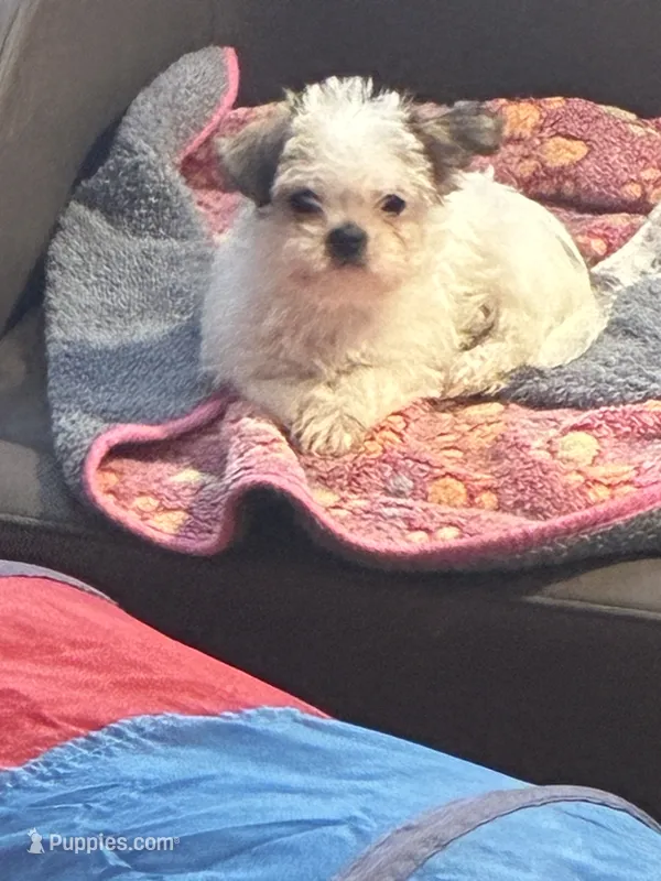 Boy puppie 2 – Shih Tzu puppy for sale in Houston, TX