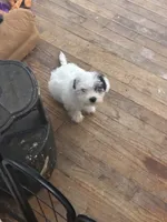 Boy puppie 3 , a male Maltipoo and Shih Tzu for sale in Houston, TX – 1 of 4