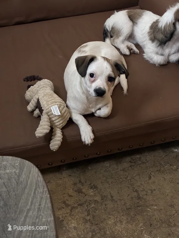 Playful Male Chihuahua/ Shih Tzu Mix Puppy – Chihuahua, Shih Tzu puppy for sale in Houston, TX