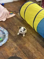 puppy 5, a male Chihuahua and Shih Tzu for sale in Houston, TX – 2 of 4