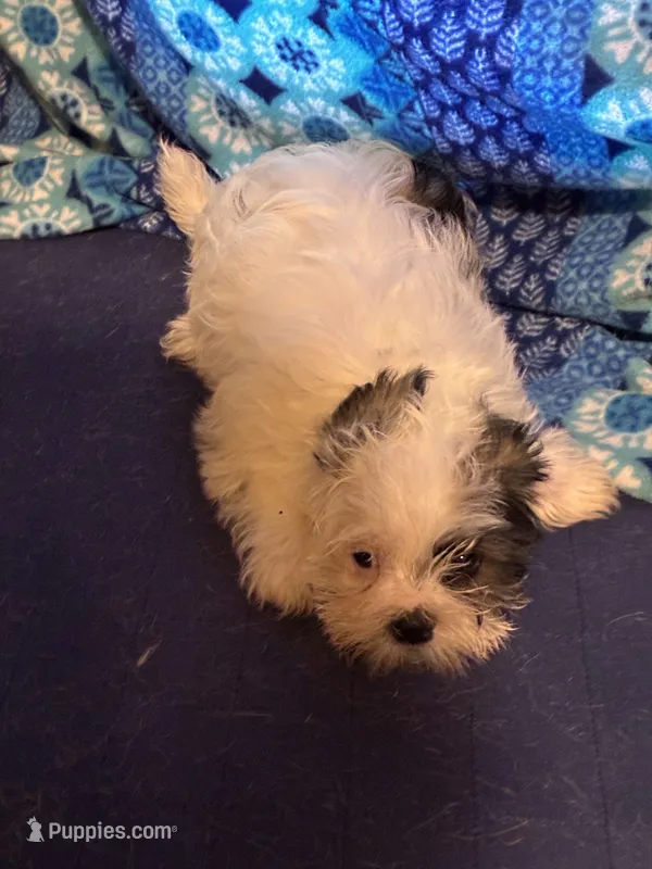 Boy puppie 4  – Shih Tzu puppy for sale in Houston, TX