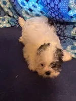 Boy puppie 4 , a male Shih Tzu for sale in Houston, TX – 1 of 2