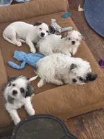 Boy puppie 3 , a male Maltipoo and Shih Tzu for sale in Houston, TX – 4 of 4