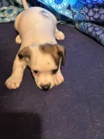 puppy 5, a male Chihuahua and Shih Tzu for sale in Houston, TX – 3 of 4