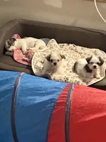 Boy puppie 2, a male Shih Tzu for sale in Houston, TX – 3 of 4