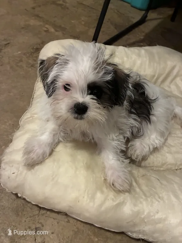 Boy puppie 4  – Shih Tzu puppy for sale in Houston, TX