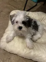 Sweet Male Shih Tzu Mix Puppy, a male Shih Tzu for sale in Houston, TX – 1 of 4