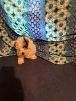 Boy puppie 3 , a male Maltipoo and Shih Tzu for sale in Houston, TX – 2 of 4