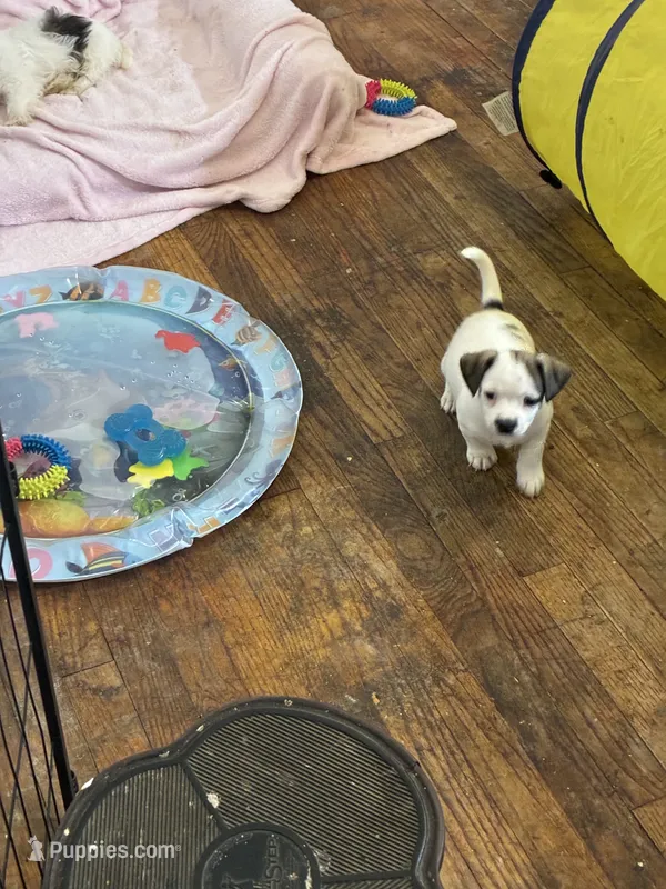 puppy 5 – Chihuahua, Shih Tzu puppy for sale in Houston, TX