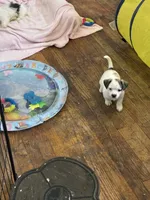 puppy 5, a male Chihuahua and Shih Tzu for sale in Houston, TX – 1 of 4