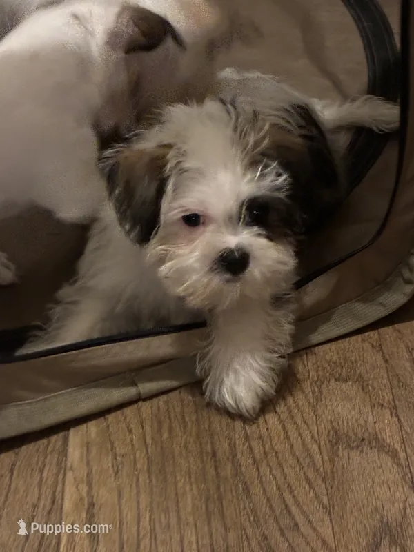 Boy puppie 4  – Shih Tzu puppy for sale in Houston, TX
