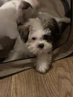 Sweet Male Shih Tzu Mix Puppy, a male Shih Tzu for sale in Houston, TX – 2 of 4