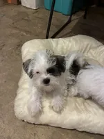 Sweet Male Shih Tzu Mix Puppy, a male Shih Tzu for sale in Houston, TX – 3 of 4