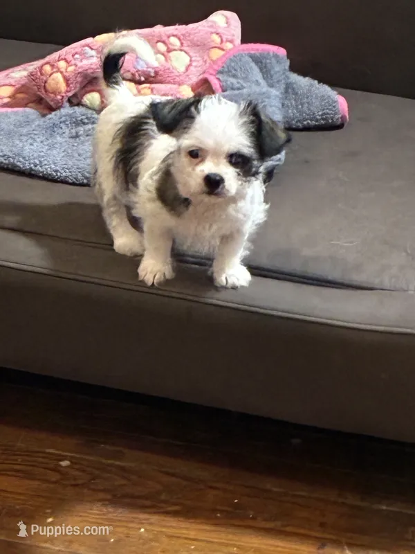 Girl Puppie  – Shih Tzu puppy for sale in Houston, TX