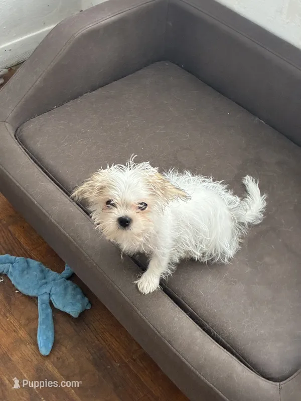 Boy puppie 2 – Shih Tzu puppy for sale in Houston, TX