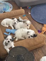 Boy puppie 4 , a male Shih Tzu for sale in Houston, TX – 2 of 2