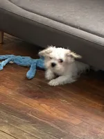 Tiny Male Chihuahua/Shih Tzu Mix, a male Shih Tzu for sale in Houston, TX – 2 of 5