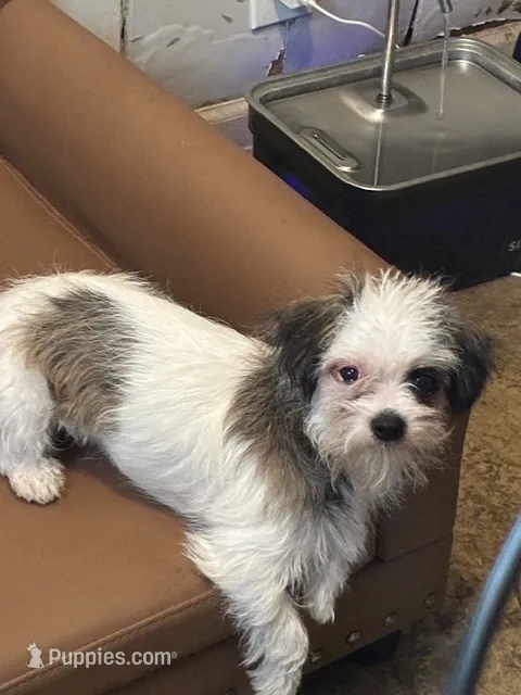 JAZZ small Female Shih Tzu Mix Puppy – Shih Tzu puppy for sale in Houston, TX