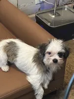 JAZZ small Female Shih Tzu Mix Puppy, a female Shih Tzu for sale in Houston, TX – 1 of 4