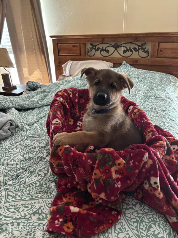 Blue Collar – German Shepherd Dog puppy for sale in Rome, GA