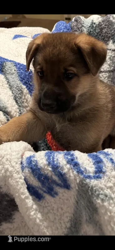 Blue Collar – German Shepherd Dog puppy for sale in Rome, GA