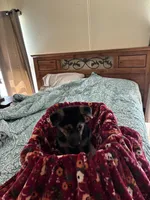 Red collar , a male German Shepherd Dog for sale in Rome, GA – Photo 4 of 5