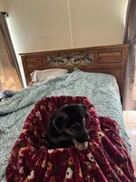 Red collar , a male German Shepherd Dog for sale in Rome, GA – Photo 3 of 5