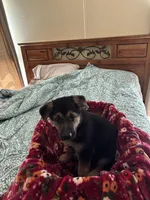 Red collar , a male German Shepherd Dog for sale in Rome, GA – Photo 5 of 5