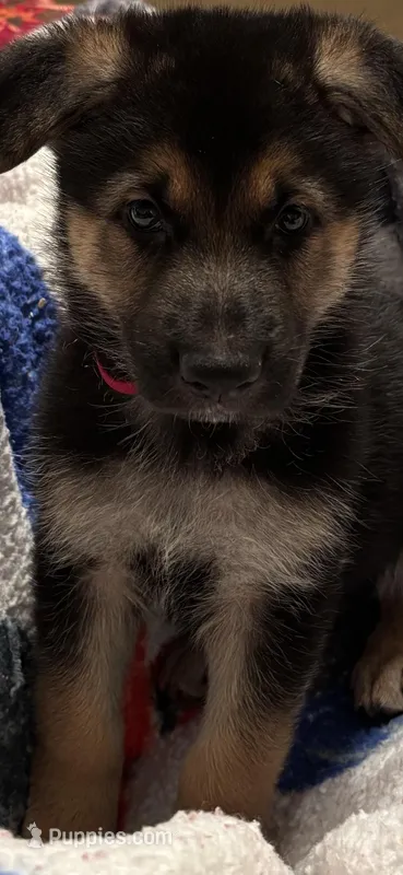 Red collar  – German Shepherd Dog puppy for sale in Rome, GA
