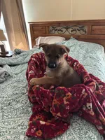 Teal collar, a male German Shepherd Dog for sale in Rome, GA – Photo 3 of 3