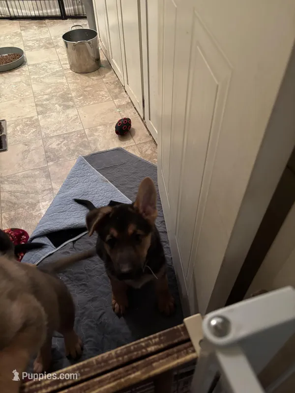 Teal collar – German Shepherd Dog puppy for sale in Rome, GA