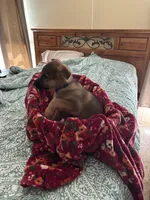 Teal collar, a male German Shepherd Dog for sale in Rome, GA – Photo 2 of 3