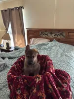 Sable Male, a male German Shepherd Dog for sale in Rome, GA – Photo 4 of 4