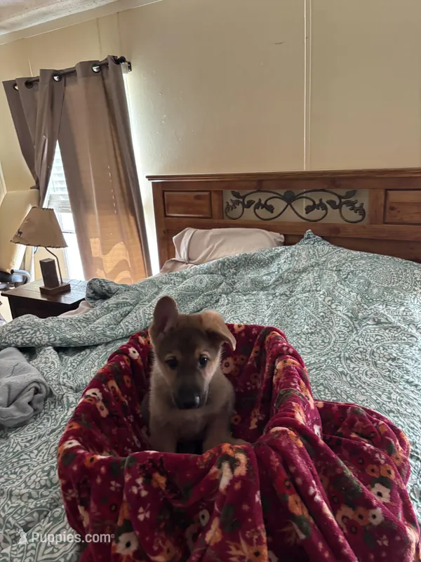 Sable Male – German Shepherd Dog puppy for sale in Rome, GA