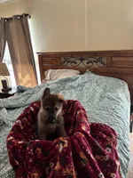 Sable Male, a male German Shepherd Dog for sale in Rome, GA – Photo 3 of 4