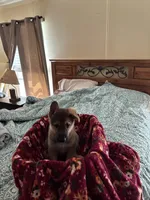 Sable Male, a male German Shepherd Dog for sale in Rome, GA – Photo 2 of 4