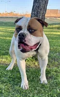 Cali x Champion Finn, a  American Bulldog for sale in Glendale, AZ – 5 of 7