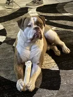 Cali x Champion Finn, a  American Bulldog for sale in Glendale, AZ – 2 of 7