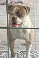 Cali x Champion Finn, a  American Bulldog for sale in Glendale, AZ – 6 of 7