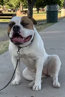 Golden State’s Cali x UKC Champion Havican’s Finn, a  American Bulldog for sale in Glendale, AZ – 8 of 9