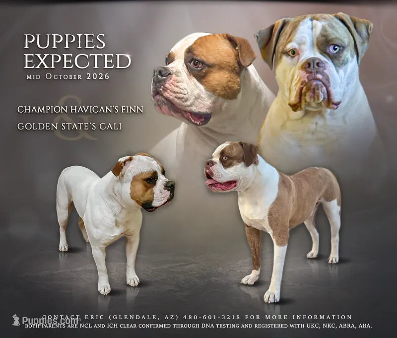 Cali x Champion Finn – American Bulldog puppy for sale in Glendale, AZ