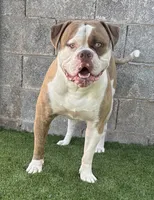 Golden State’s Cali x UKC Champion Havican’s Finn, a  American Bulldog for sale in Glendale, AZ – 9 of 9