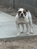 Cali x Champion Finn, a  American Bulldog for sale in Glendale, AZ – 3 of 7