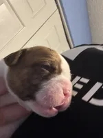 Female 1, a female American Bulldog for sale in Glendale, AZ – 3 of 8