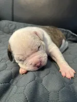 Female 1, a female American Bulldog for sale in Glendale, AZ – 7 of 8